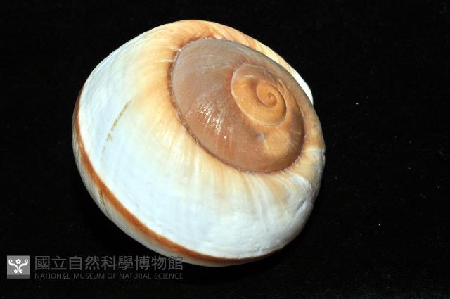 大王鱉甲蝸牛藏品圖，第13張