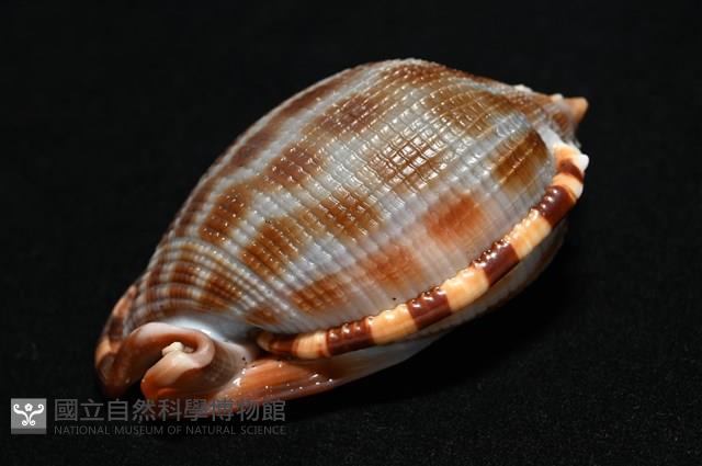 布紋鬘螺藏品圖，第13張