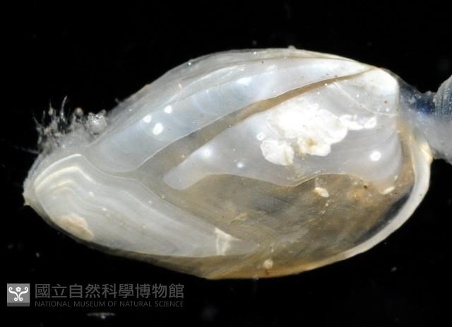 深海板茗荷藏品圖，第13張