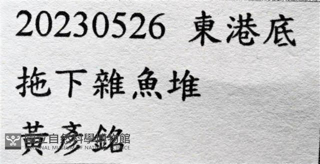 思氏不對稱鰓虱藏品圖，第13張