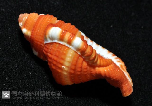 豔紅美法螺藏品圖，第13張