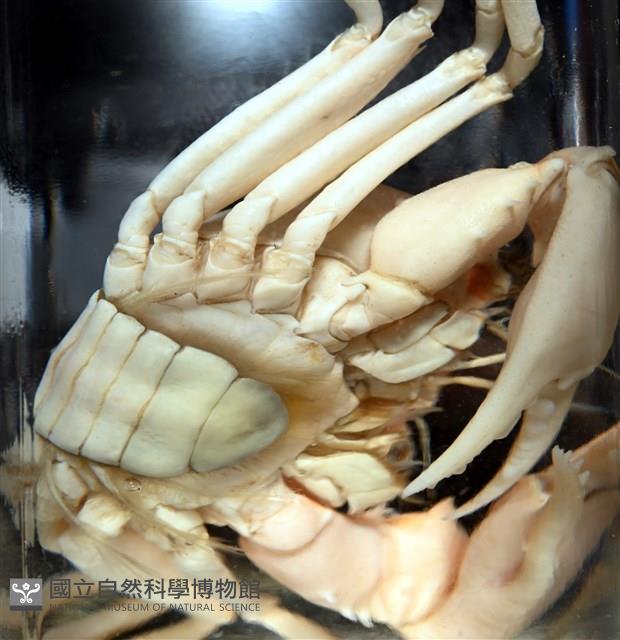 休氏聲蟹藏品圖，第13張