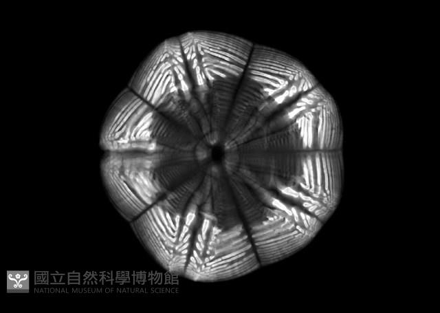 扁平蛛網海膽藏品圖，第13張