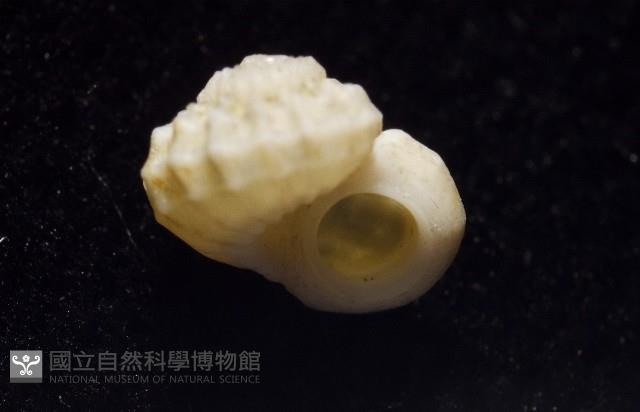雞籠花冠螺藏品圖，第13張