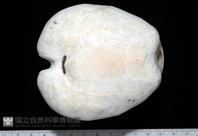 未知種緣帶海膽藏品圖，第13張