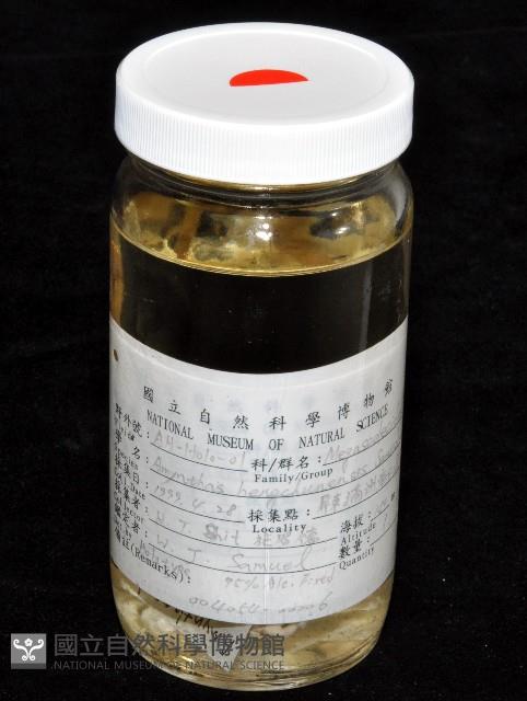 恆春遠環蚓藏品圖，第13張