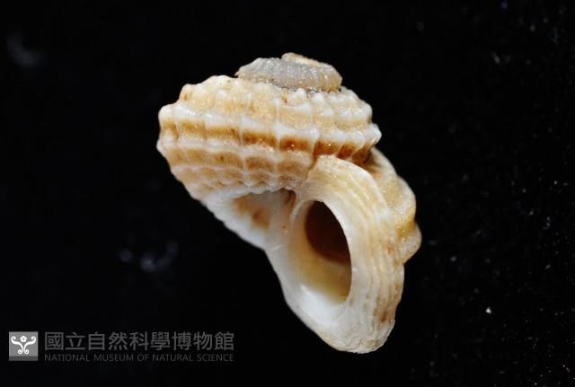 球花冠螺藏品圖，第13張