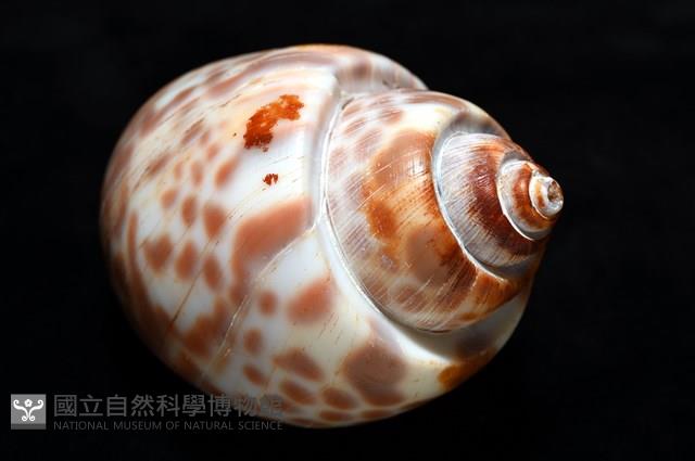 阿拉伯鳳螺藏品圖，第13張