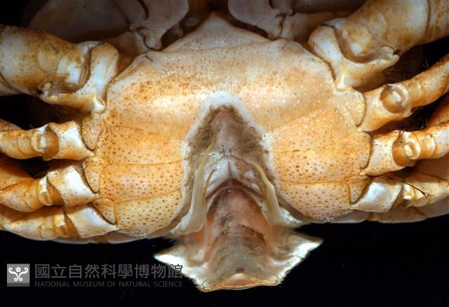 徽章聲蟹藏品圖，第13張