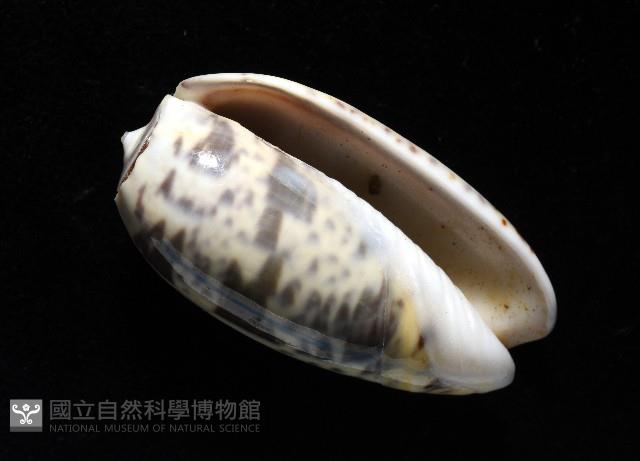 登錄號:007819-00136藏品圖，第13張