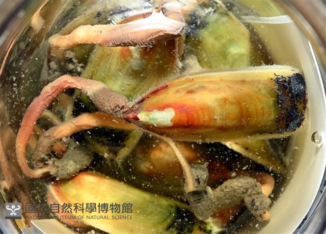亞氏海豆芽藏品圖，第13張
