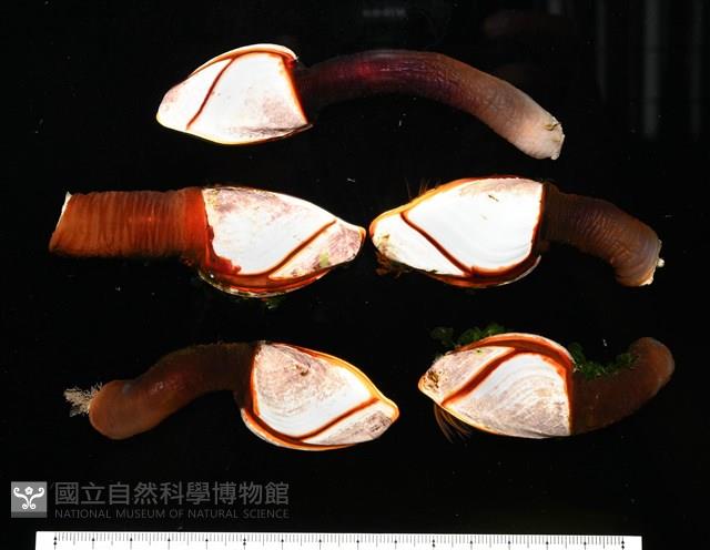 茗荷藏品圖，第13張