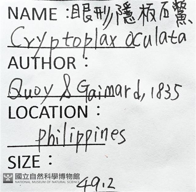 眼形隱板石鱉藏品圖，第13張