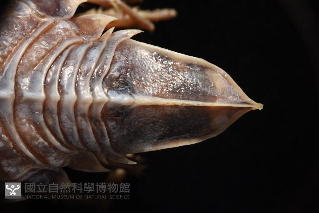 南極劍突水虱藏品圖，第13張