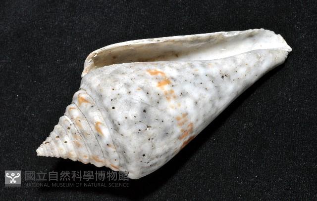 大佛塔芋螺藏品圖，第13張