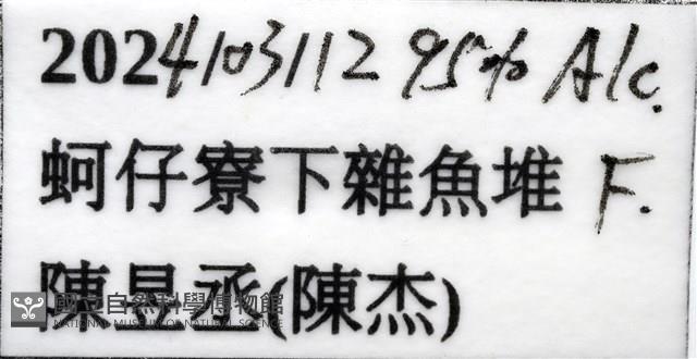 三脊似刺鎧蝦藏品圖，第13張