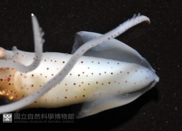 線紋擬鉤腕魷藏品圖，第13張