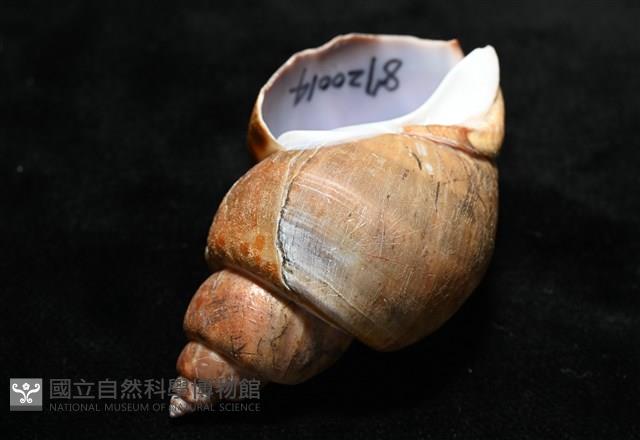 波部鳳螺藏品圖，第13張