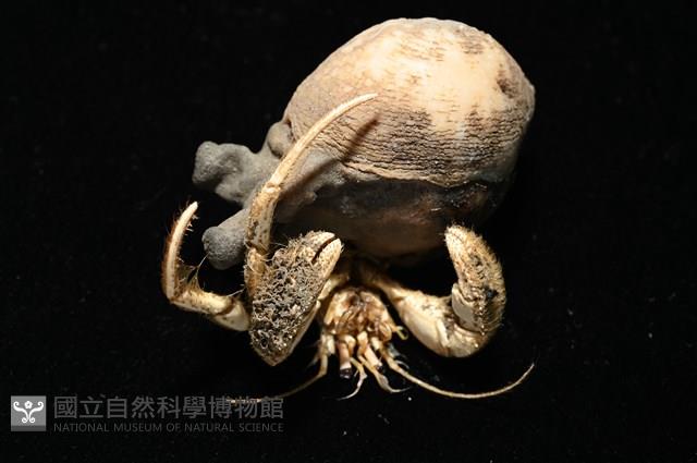 寄居蟹鞘群海葵藏品圖，第13張