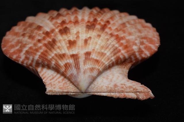 高貴海扇蛤藏品圖，第13張