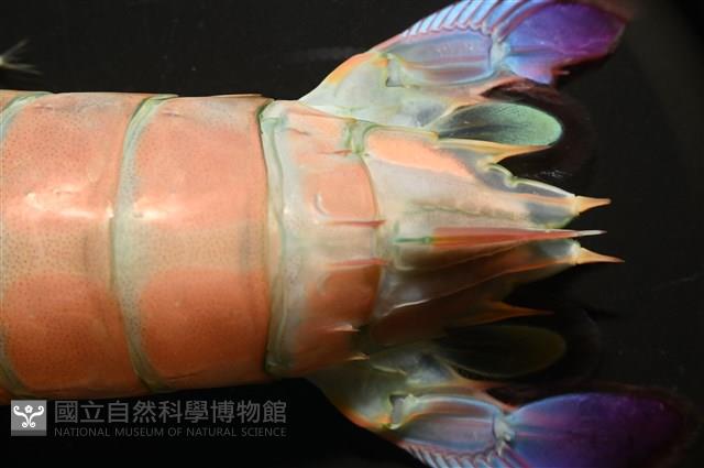 脊尾齒指蝦蛄藏品圖，第13張