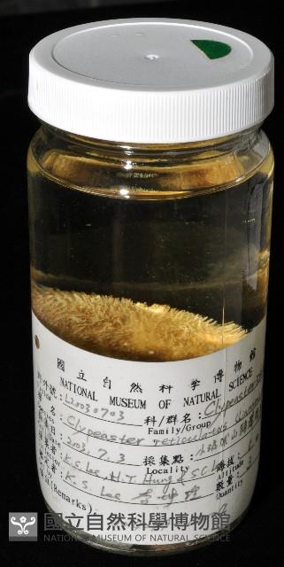 網楯海膽藏品圖，第13張