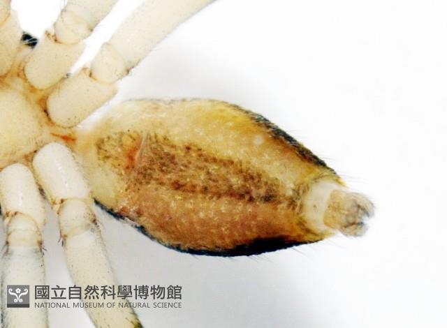 多色金毛蛛藏品圖，第13張