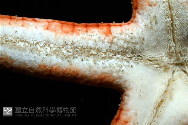 鑽石異瘤蛇海星(暫譯)藏品圖，第13張