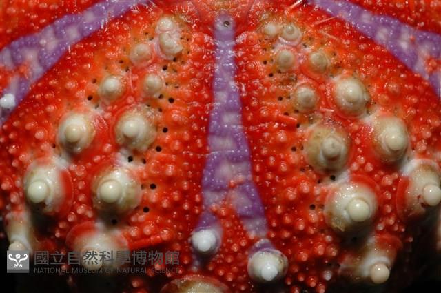 浪腔海膽(波紋腔海膽)藏品圖，第13張
