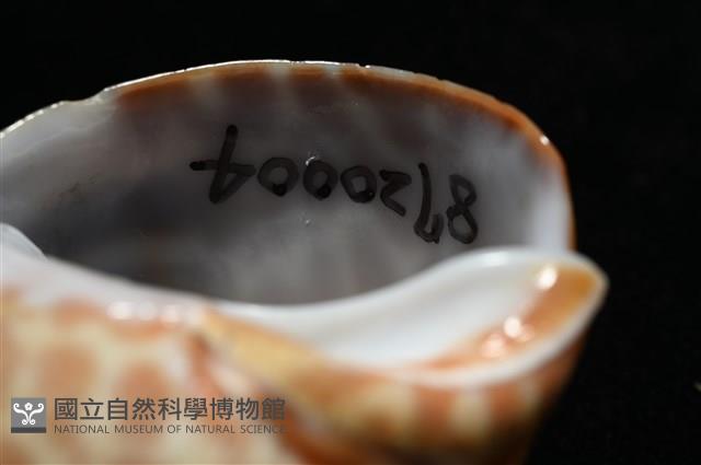 窄縫鳳螺藏品圖，第13張
