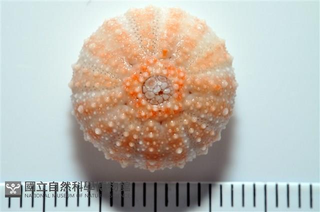 福氏鋸海膽藏品圖，第13張