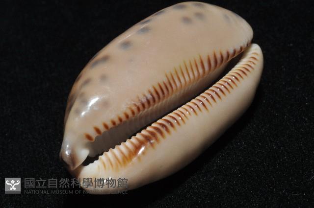 黑網目寶螺藏品圖，第13張
