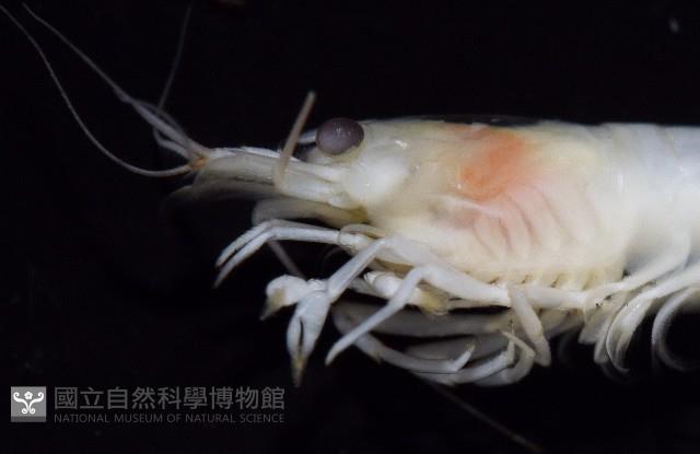 湧泉新米蝦藏品圖，第13張