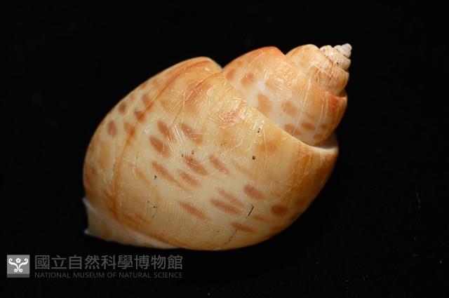 彩繪型深溝鳳螺藏品圖，第13張