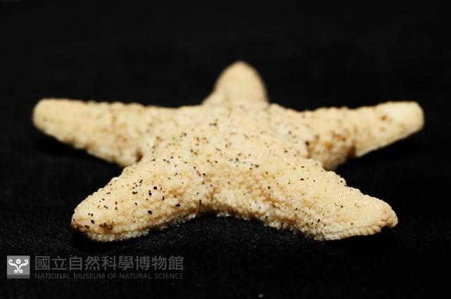 花冠海燕藏品圖，第13張