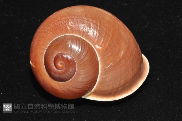 未知種光澤蝸牛藏品圖，第13張