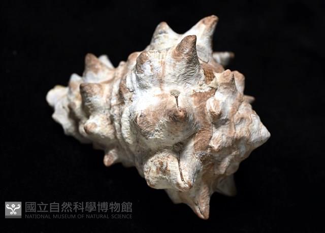 短拳螺藏品圖，第13張