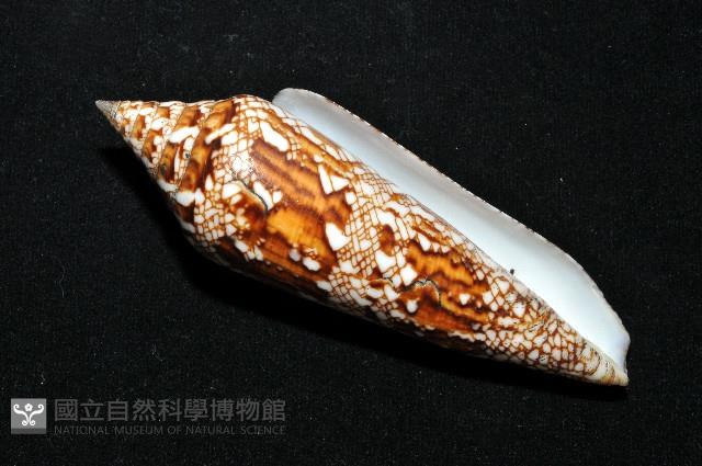 孟加拉芋螺藏品圖，第13張