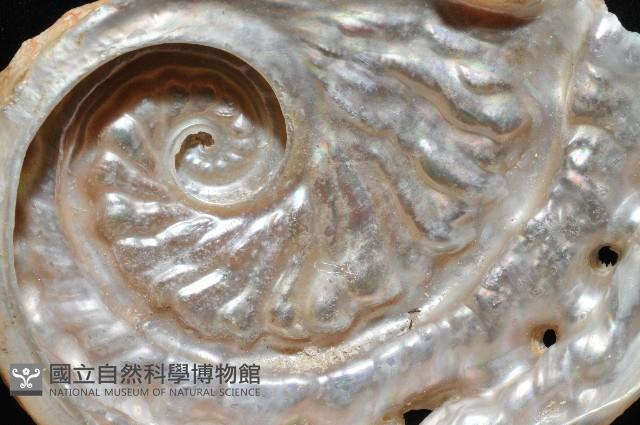 旋梯鮑螺藏品圖，第13張