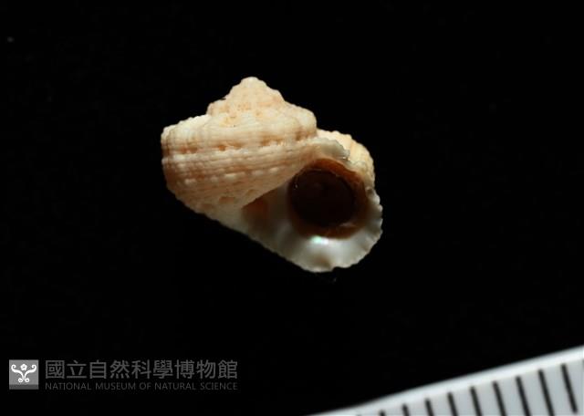 換日線花冠螺藏品圖，第13張