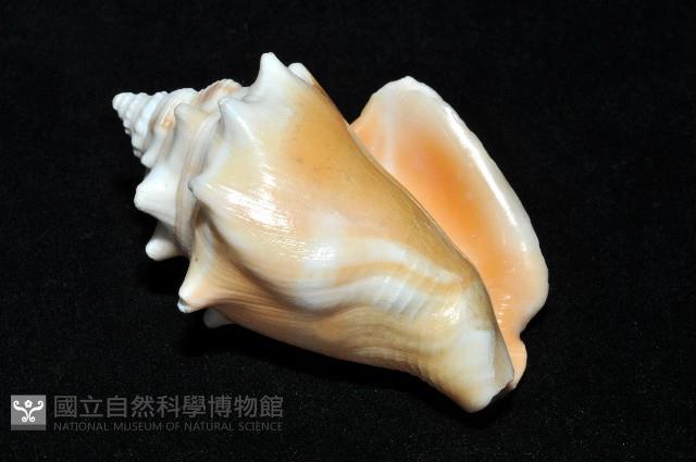 金拳鳳凰螺藏品圖，第13張