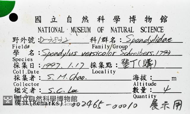 黃金海菊蛤藏品圖，第1張
