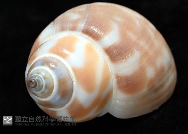 妃珍鳳螺藏品圖，第13張