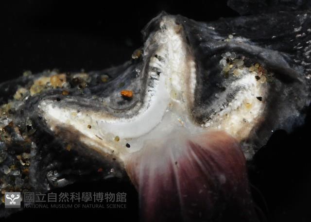 外藤壺藏品圖，第13張