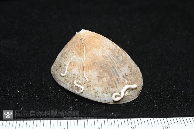 尖頂梳齒笠螺藏品圖，第13張