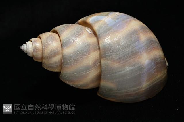 皮氏鳳螺藏品圖，第13張
