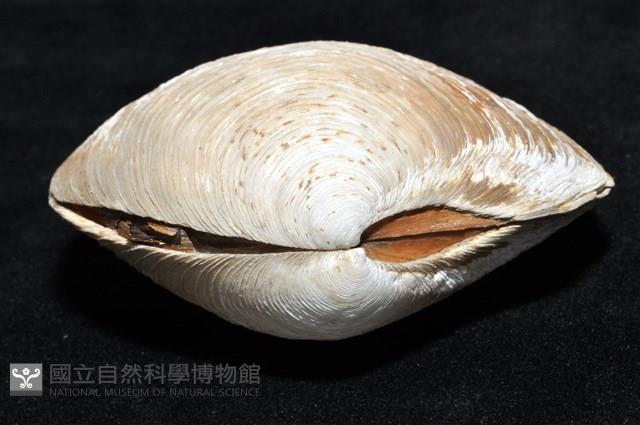 環紋扁滿月蛤藏品圖，第13張