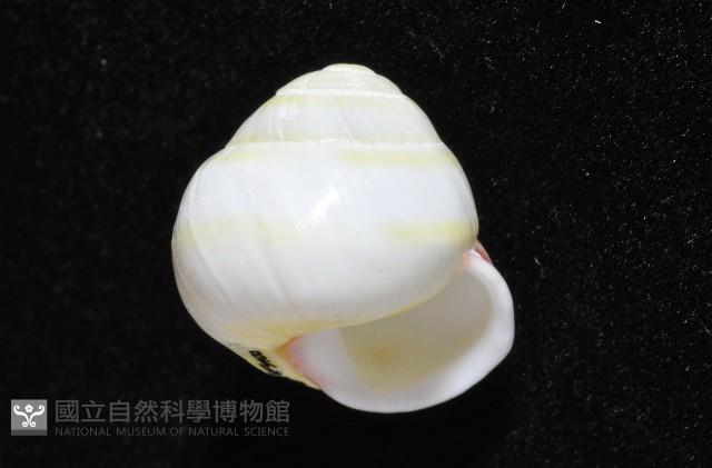 環紋光澤蝸牛藏品圖，第13張