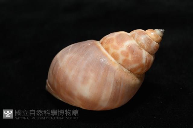 錫蘭鳳螺藏品圖，第13張