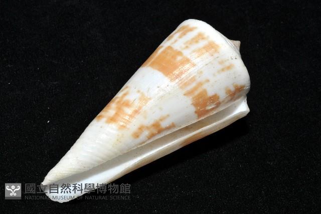 愛貓芋螺藏品圖，第13張